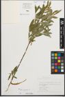 Foto von Salix purpurea L.